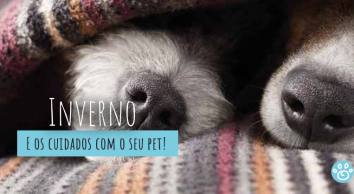 Cuidados com os Pets no inverno 
