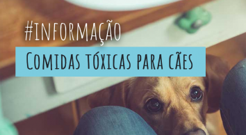 Conheça os alimentos tóxicos para cães e gatos.