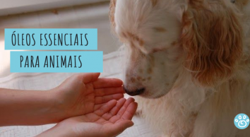 Óleos essenciais para Pets: o que você precisa saber!