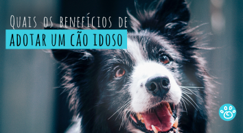 Quais os benéficos de adotar um cão idoso?