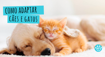 Como adaptar cães e gatos 