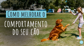  Como melhorar o comportamento do seu cão