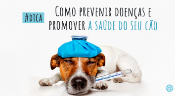Como prevenir doenças e promover a saúde do seu cão