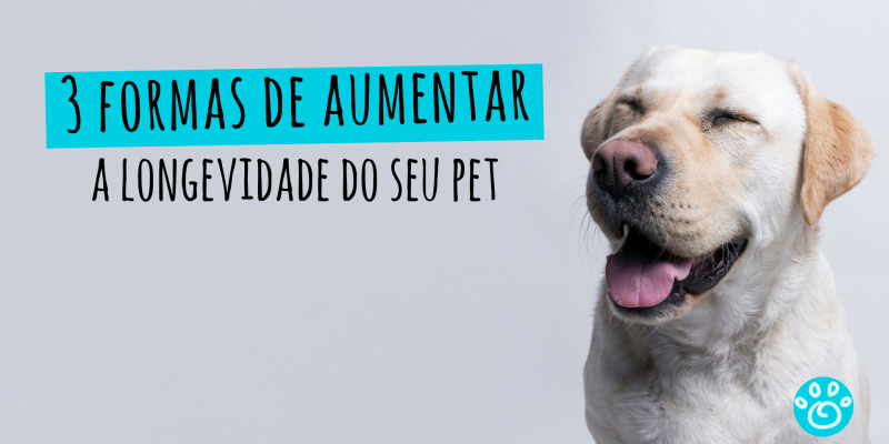 Três formas de aumentar a longevidade do seu pet 