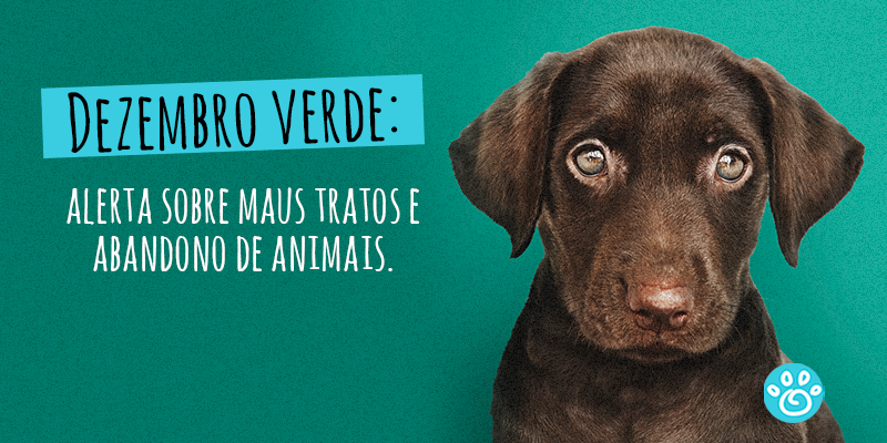 Dezembro verde: alerta sobre maus tratos e abandono de animais.