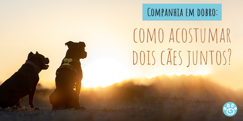 Companhia em dobro: como acostumar dois cães juntos? 