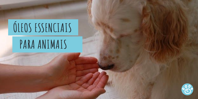 Óleos essenciais para Pets: o que você precisa saber!