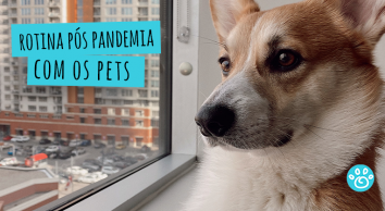 Rotina pós pandemia com os pets 