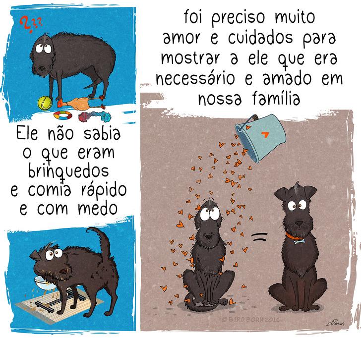 10+ Coisas que percebemos quando adotamos um cão de abrigo