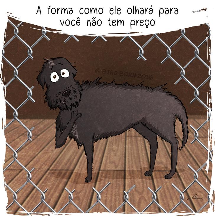 10+ Coisas que percebemos quando adotamos um cão de abrigo