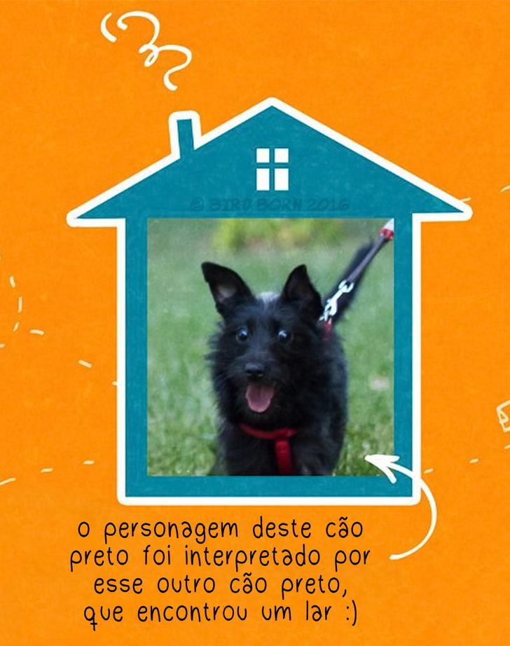 10+ Coisas que percebemos quando adotamos um cão de abrigo