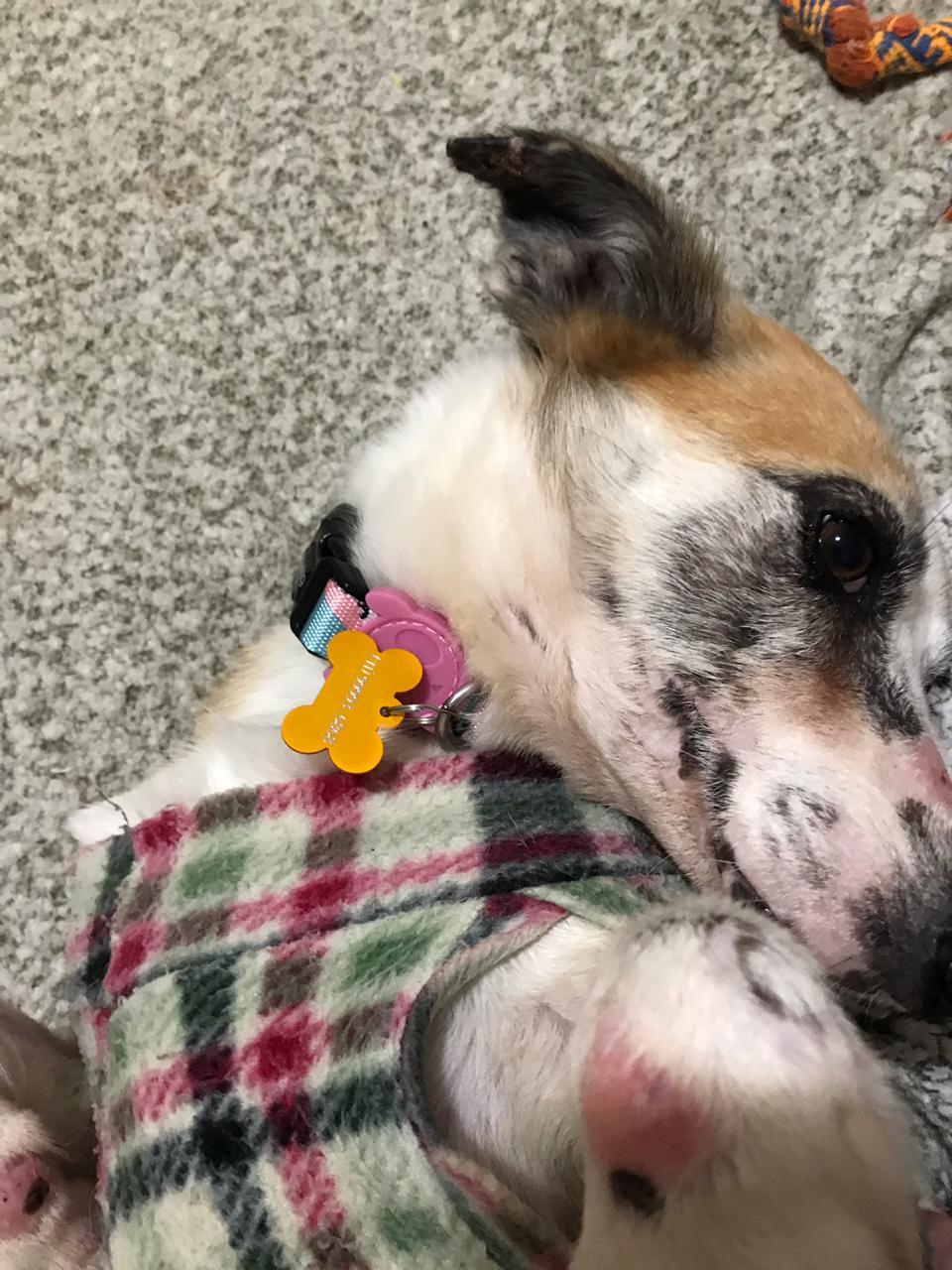 Nossa primeira adoção: Há 4 anos que Bonnie esperava uma família.