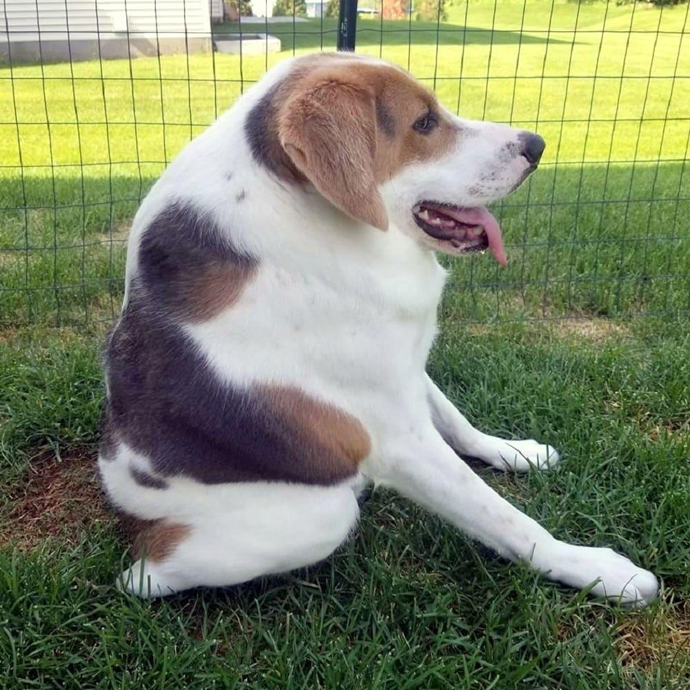 Cão é abandonado por nascer com metade da espinha, sobrevive e encanta o mundo com seu sorriso Cão é abandonado por nascer com metade da espinha, sobrevive e encanta o mundo com seu sorriso