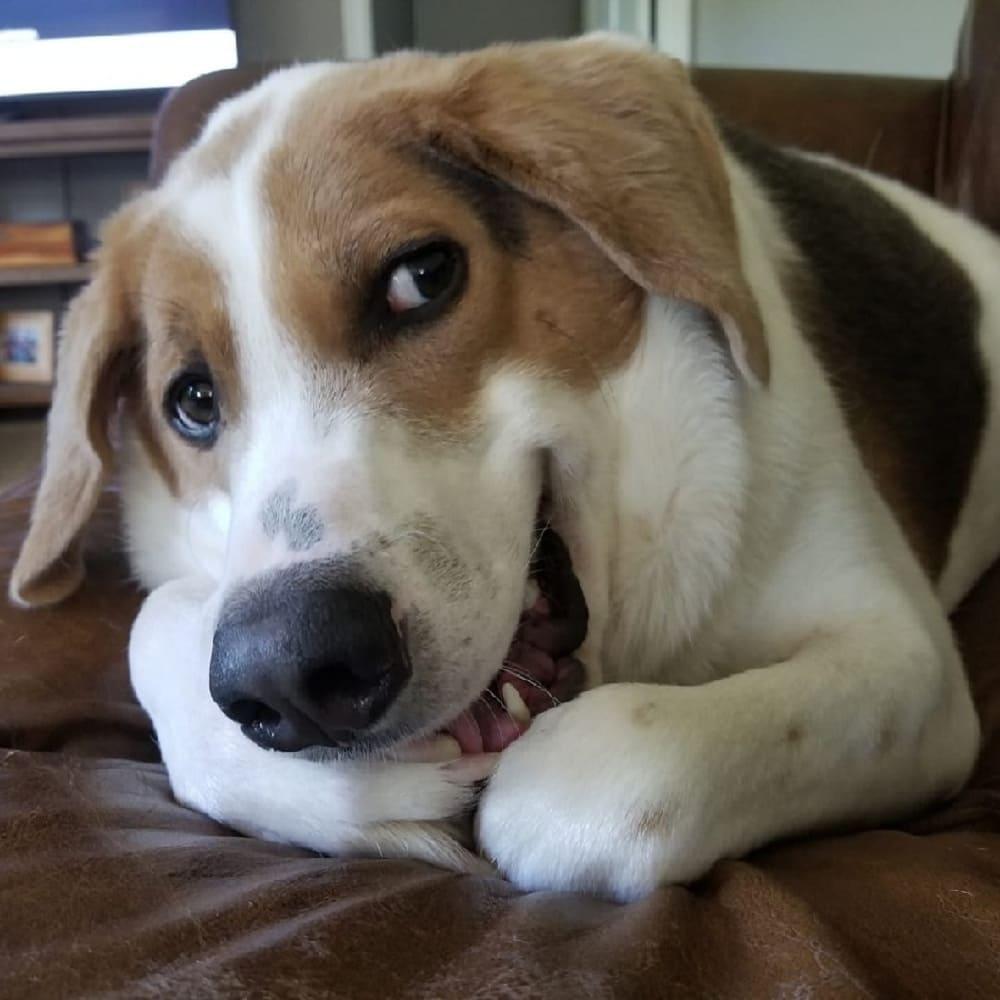 Cão é abandonado por nascer com metade da espinha, sobrevive e encanta o mundo com seu sorriso Cão é abandonado por nascer com metade da espinha, sobrevive e encanta o mundo com seu sorriso
