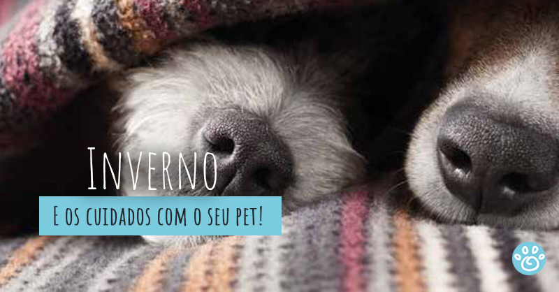 Cuidados com os Pets no inverno 