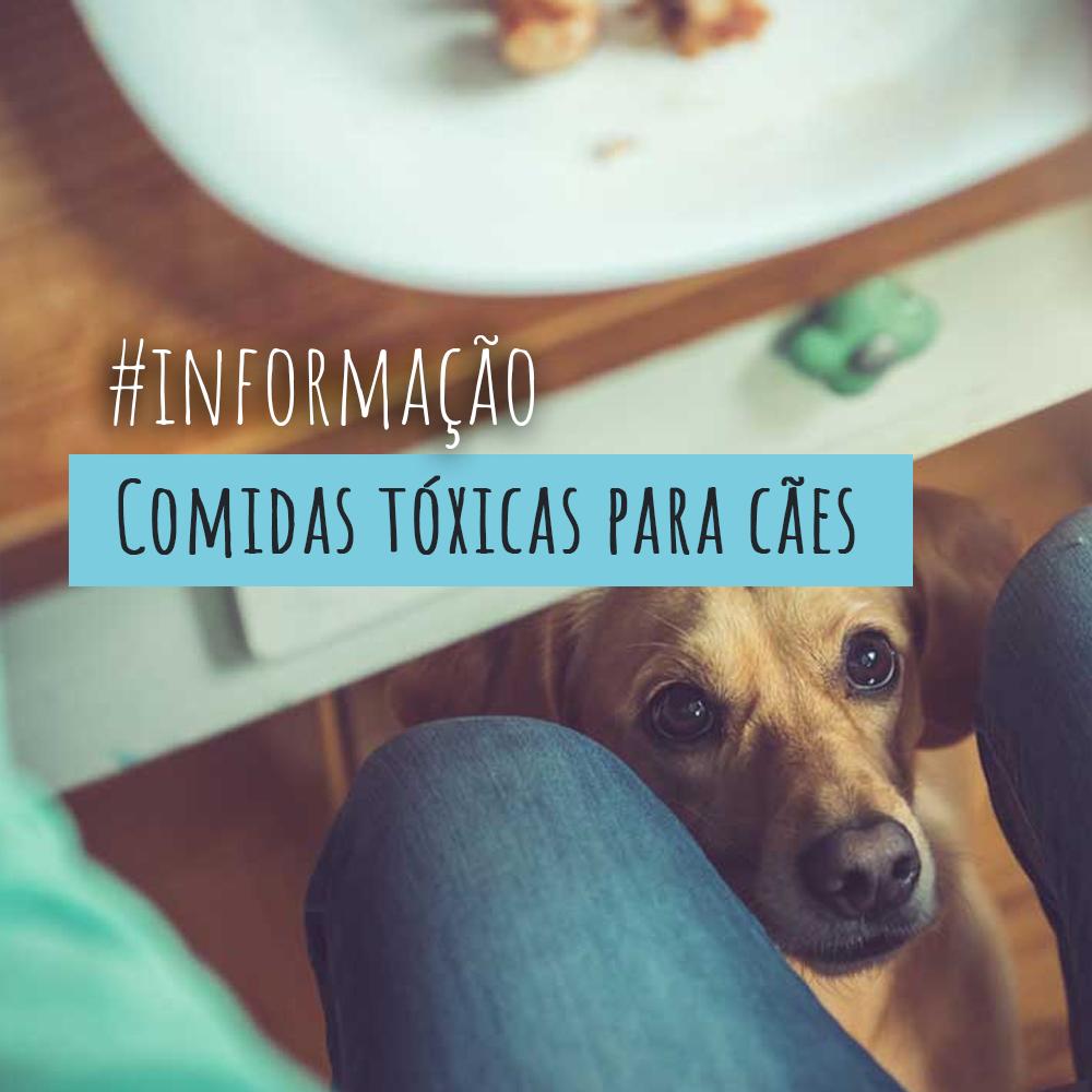Conheça os alimentos tóxicos para cães e gatos.
