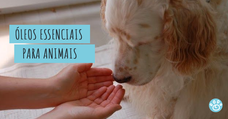 Óleos essenciais para Pets: o que você precisa saber!