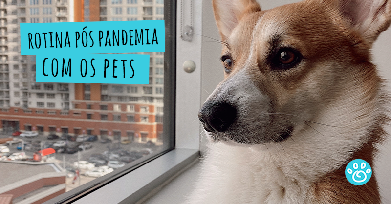 Rotina pós pandemia com os pets 