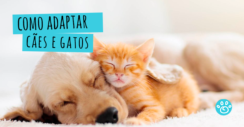 Como adaptar cães e gatos 