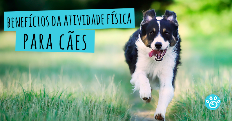 Benefício da atividade física para cães 