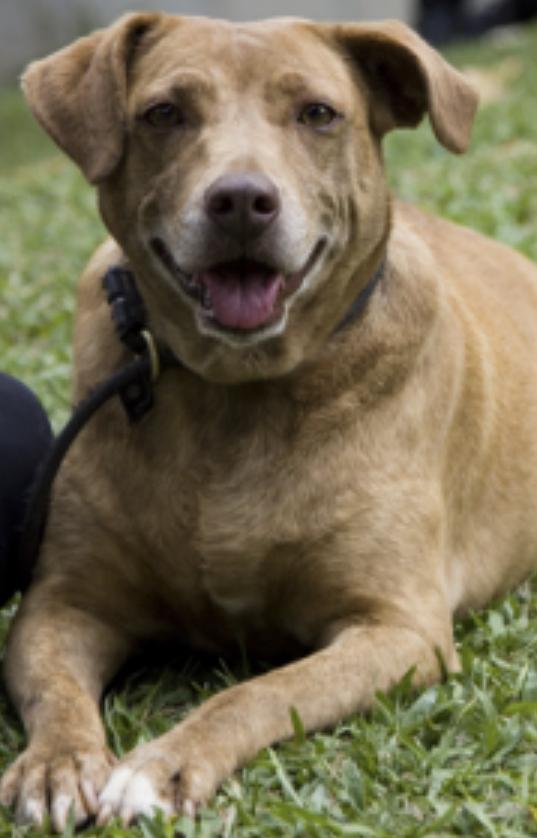 Garrafa Pata ( Esmeralda) Garrafa Pata ( Esmeralda)