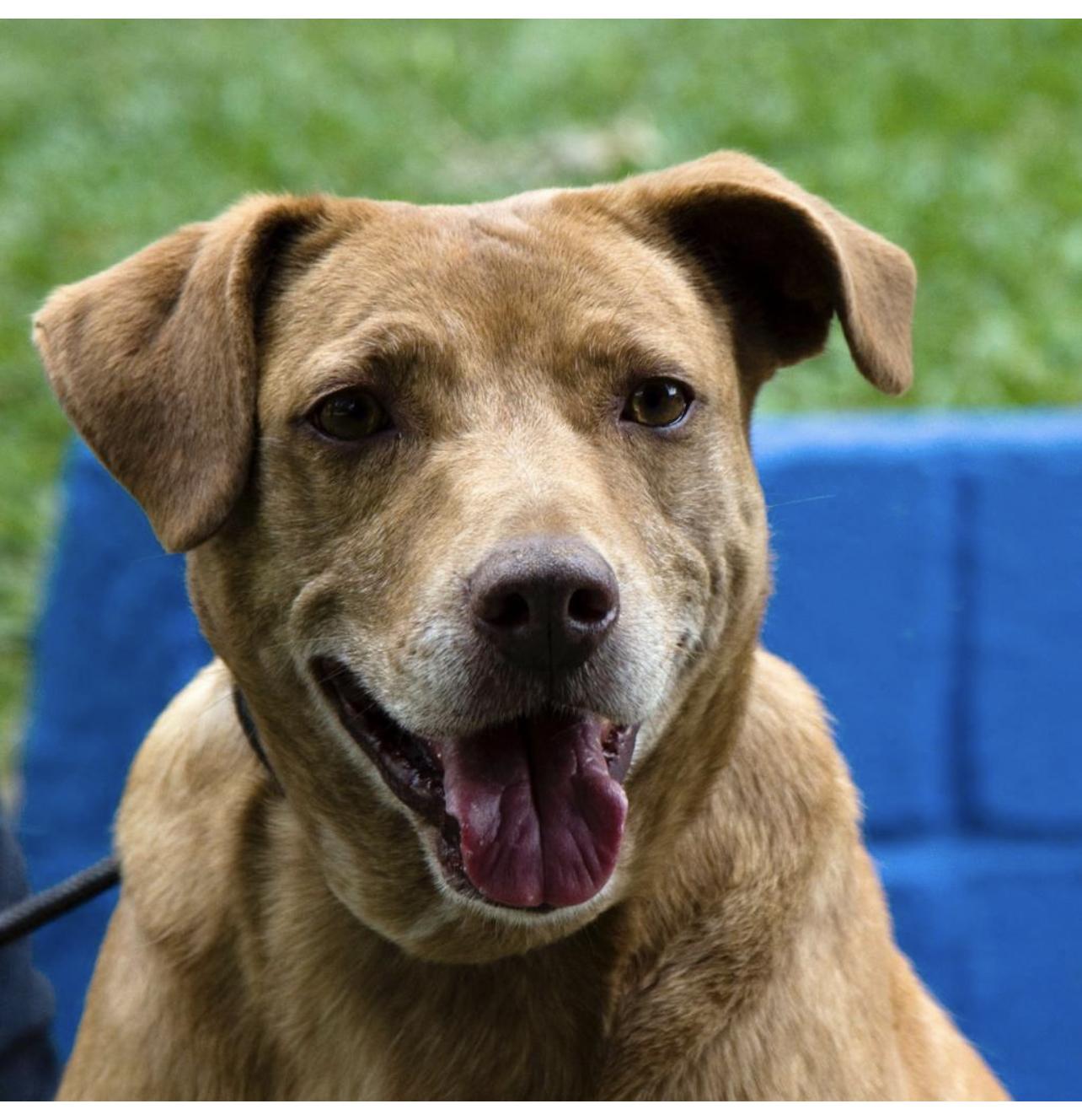 Caderno Pata Esmeralda ( branco)