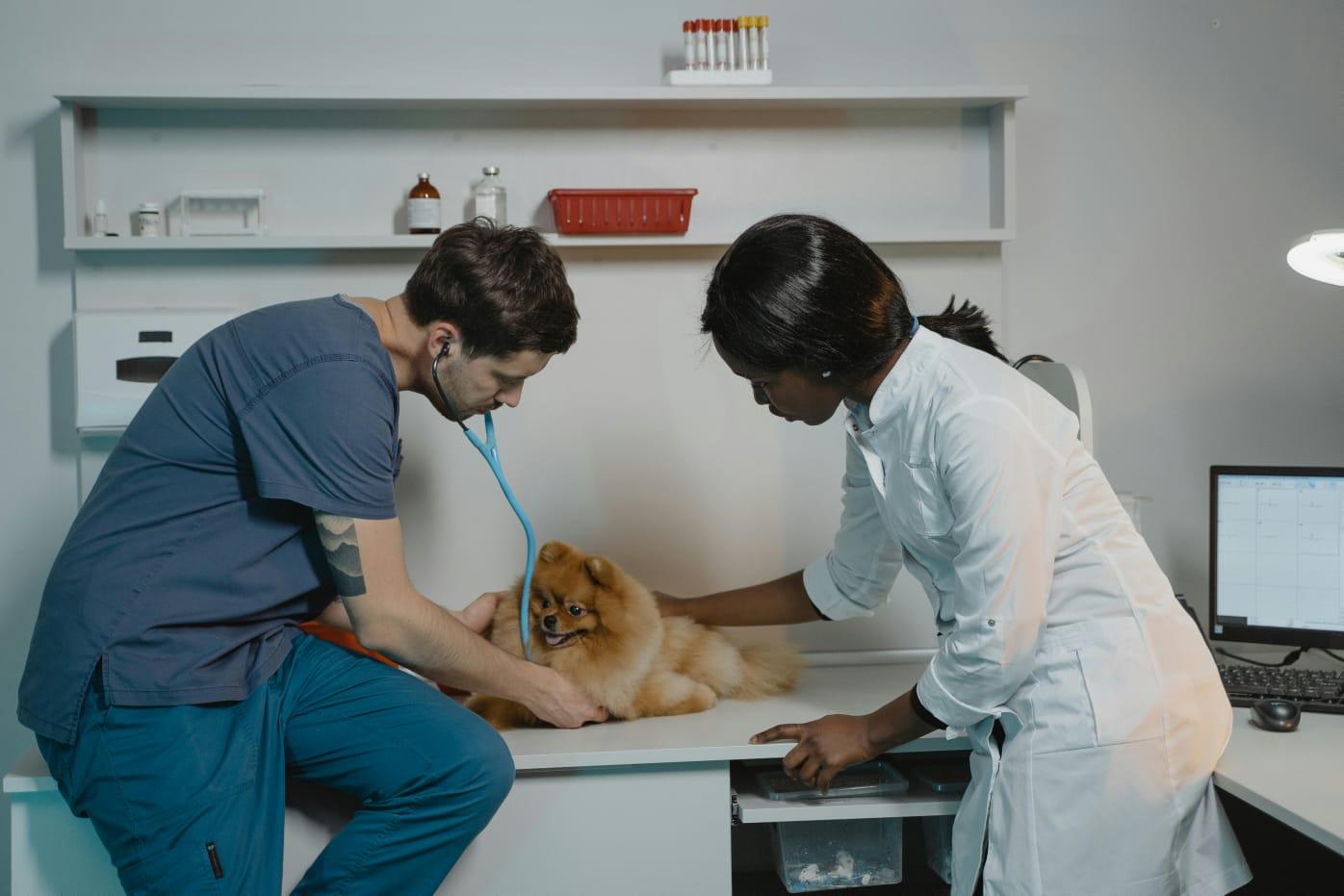  Castração e esterilização de cães