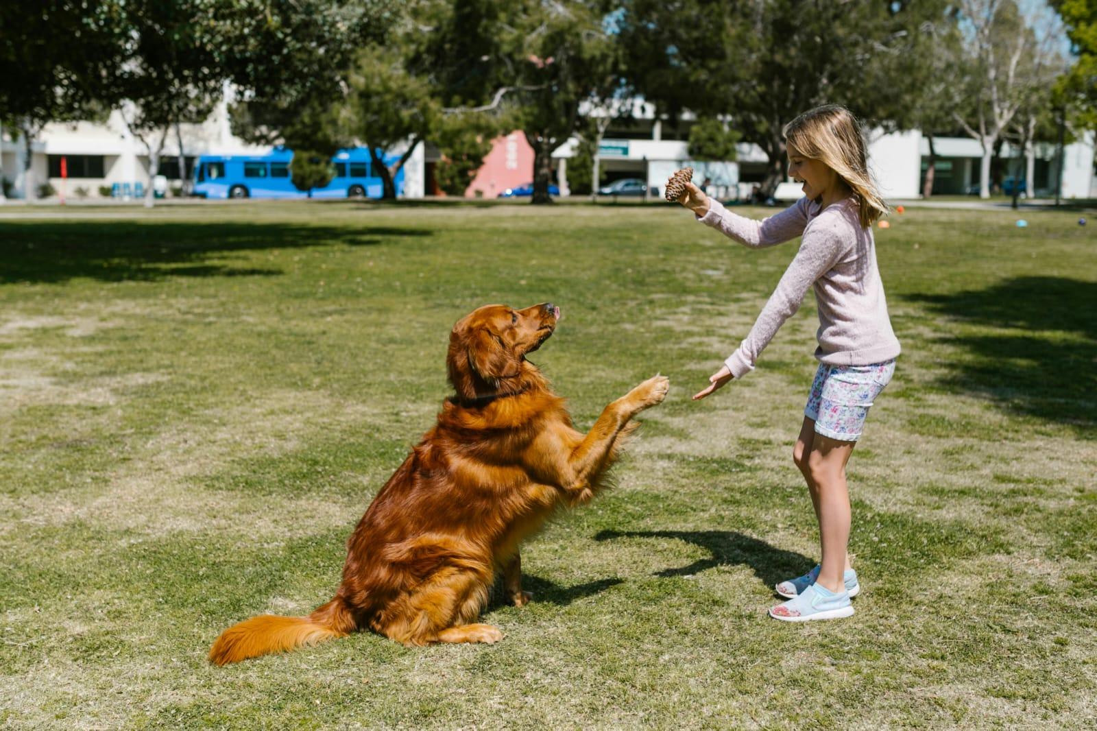  Como melhorar o comportamento do seu cão